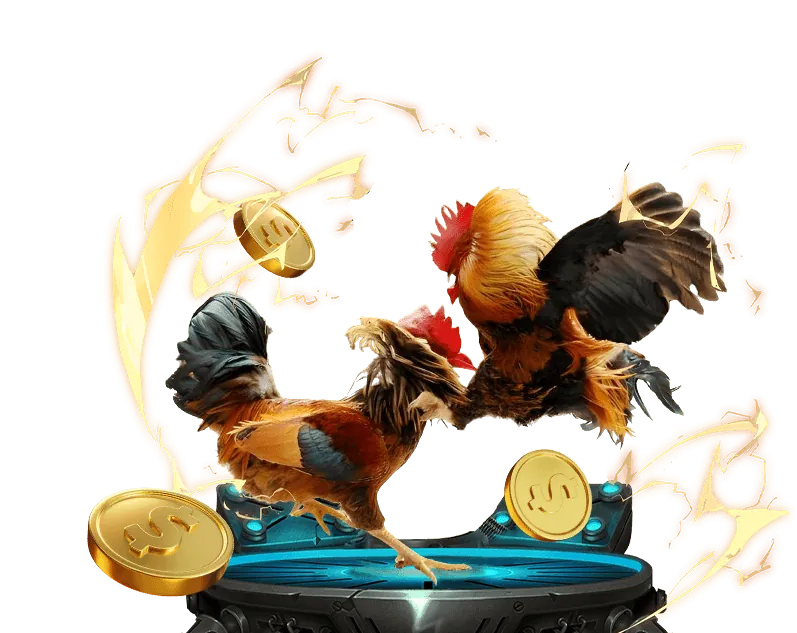 Gà chiến đang chuẩn bị cho trận đấu đá gà trực tiếp